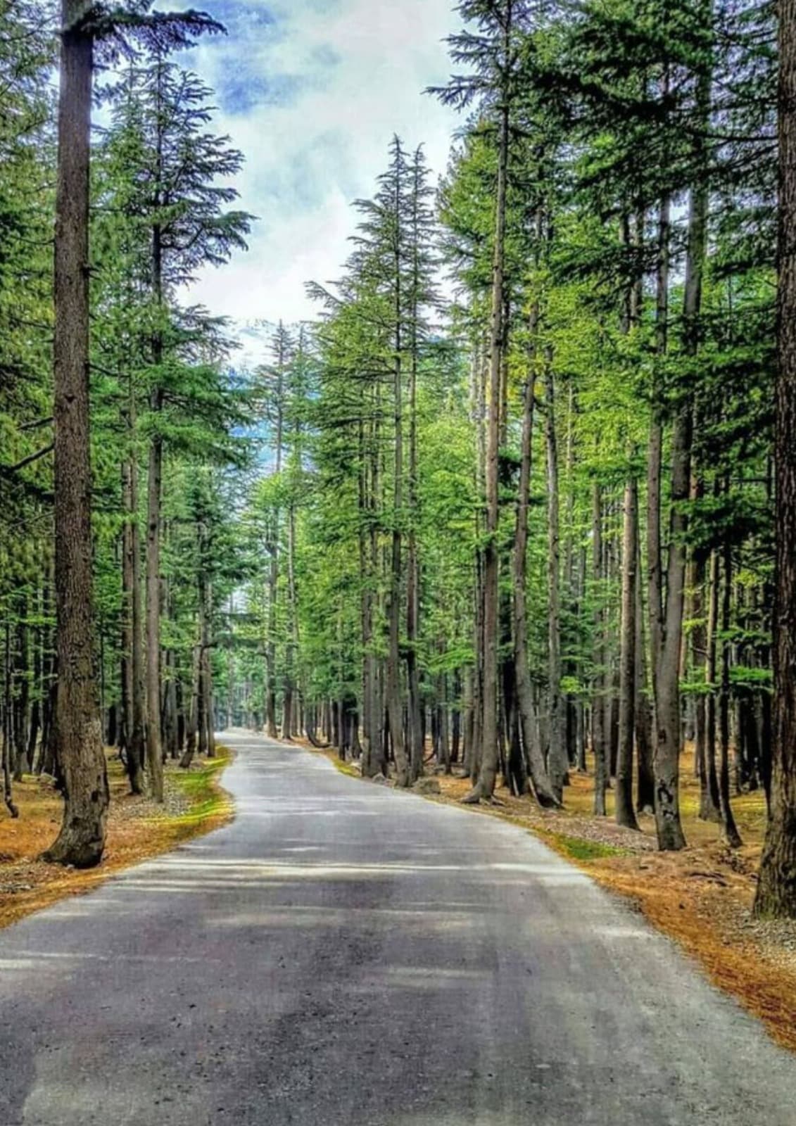 USHU FOREST